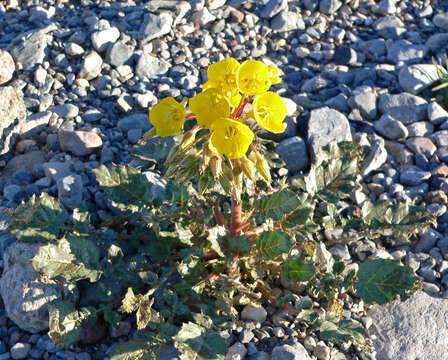 Image de Chylismia brevipes Small