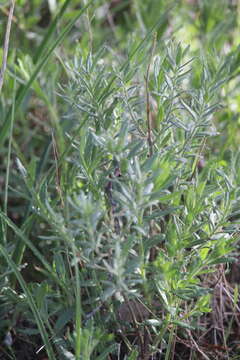 Image of Gonocarpus elatus (A. Cunn. ex Fenzl) Orchard