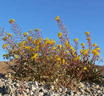 Image de Chylismia brevipes Small