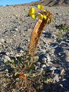 Image de Chylismia brevipes Small