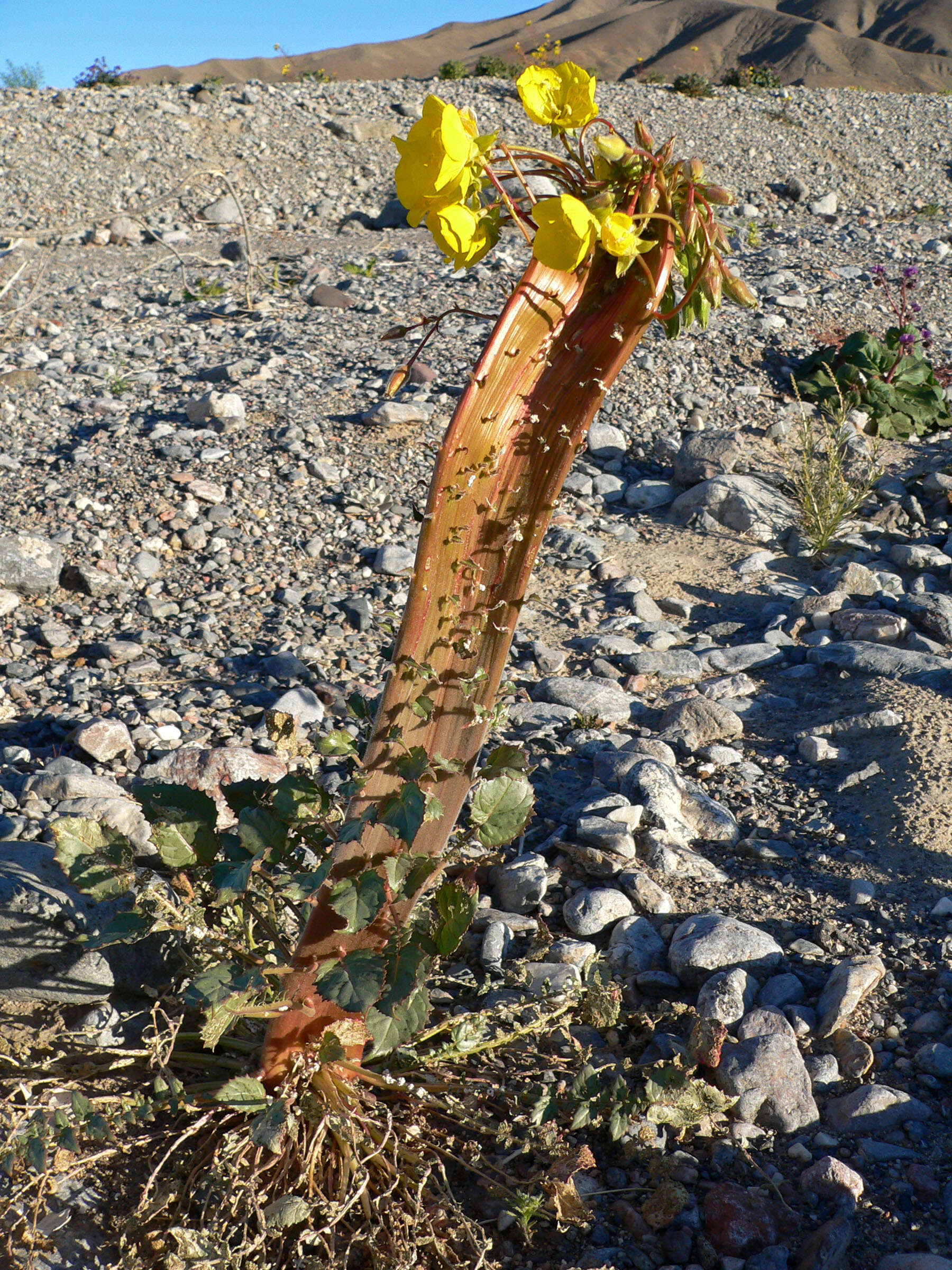 Image de Chylismia brevipes Small