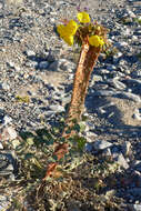 Image de Chylismia brevipes Small