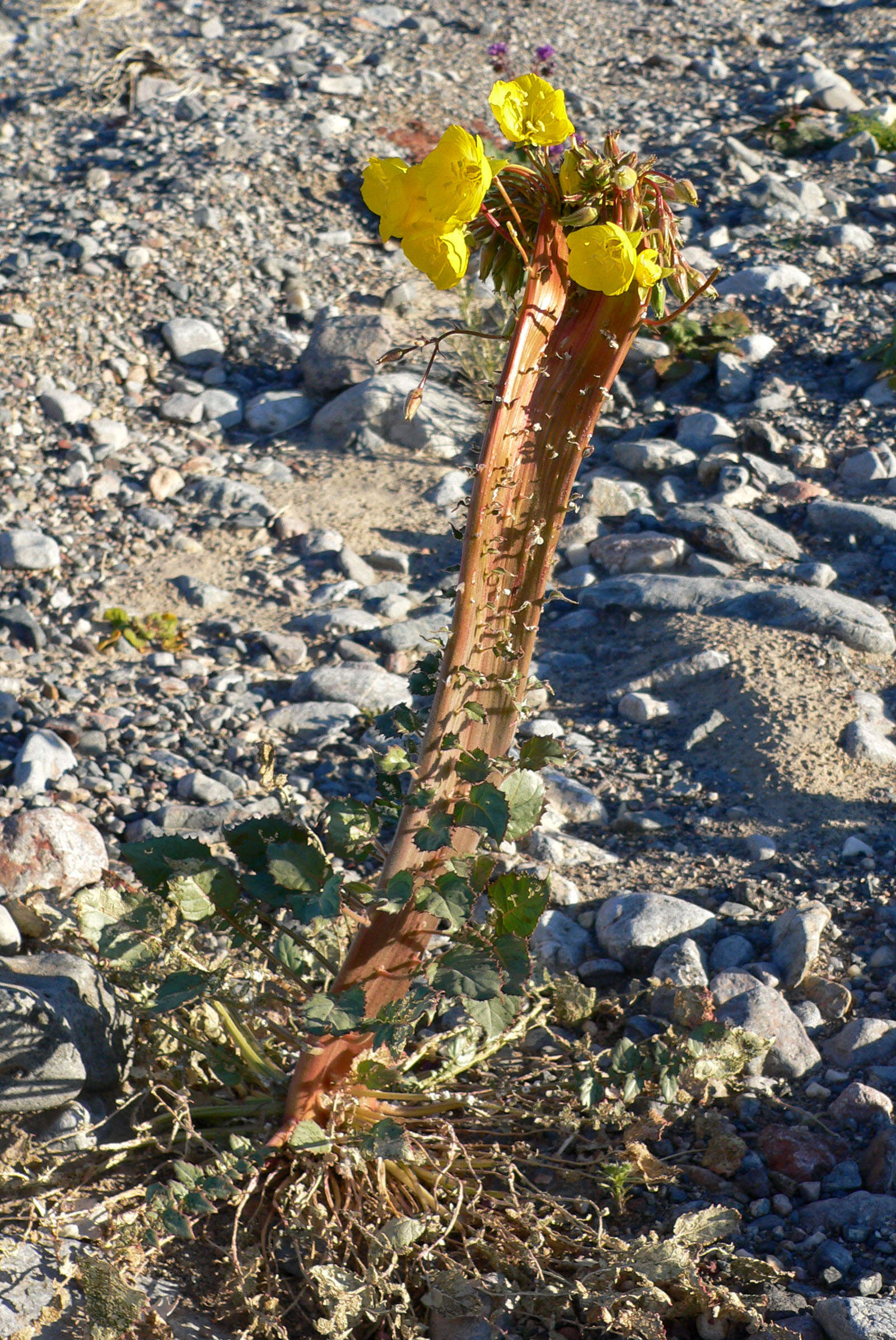 Image de Chylismia brevipes Small