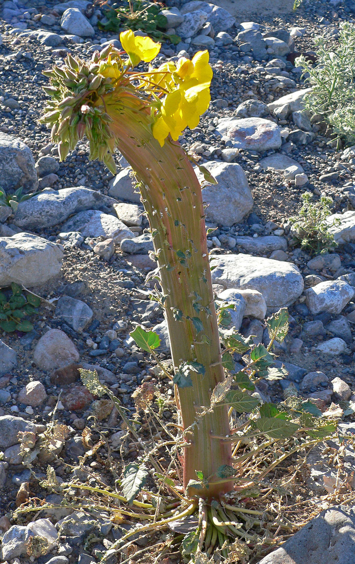 Image de Chylismia brevipes Small