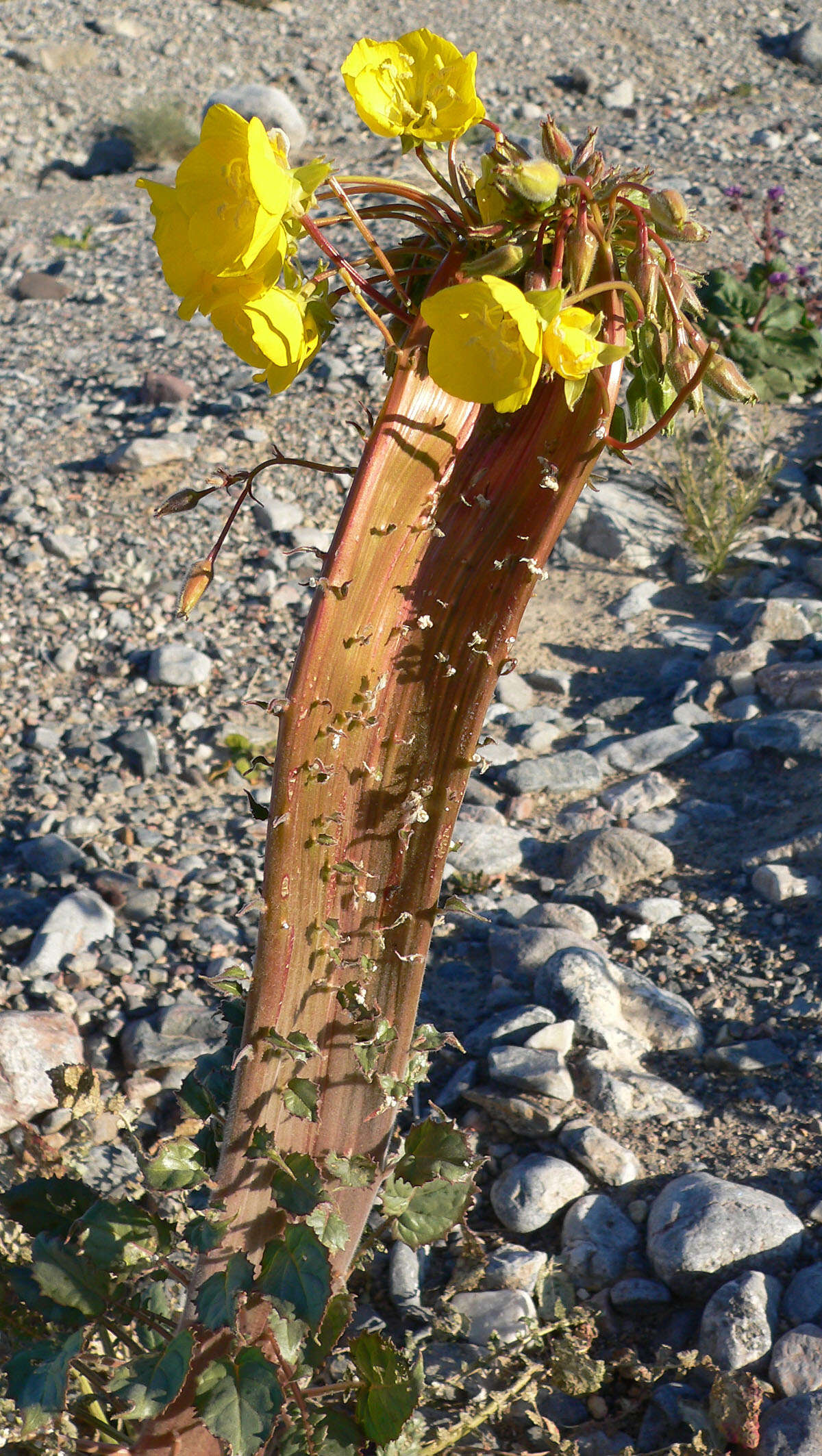 Image de Chylismia brevipes Small