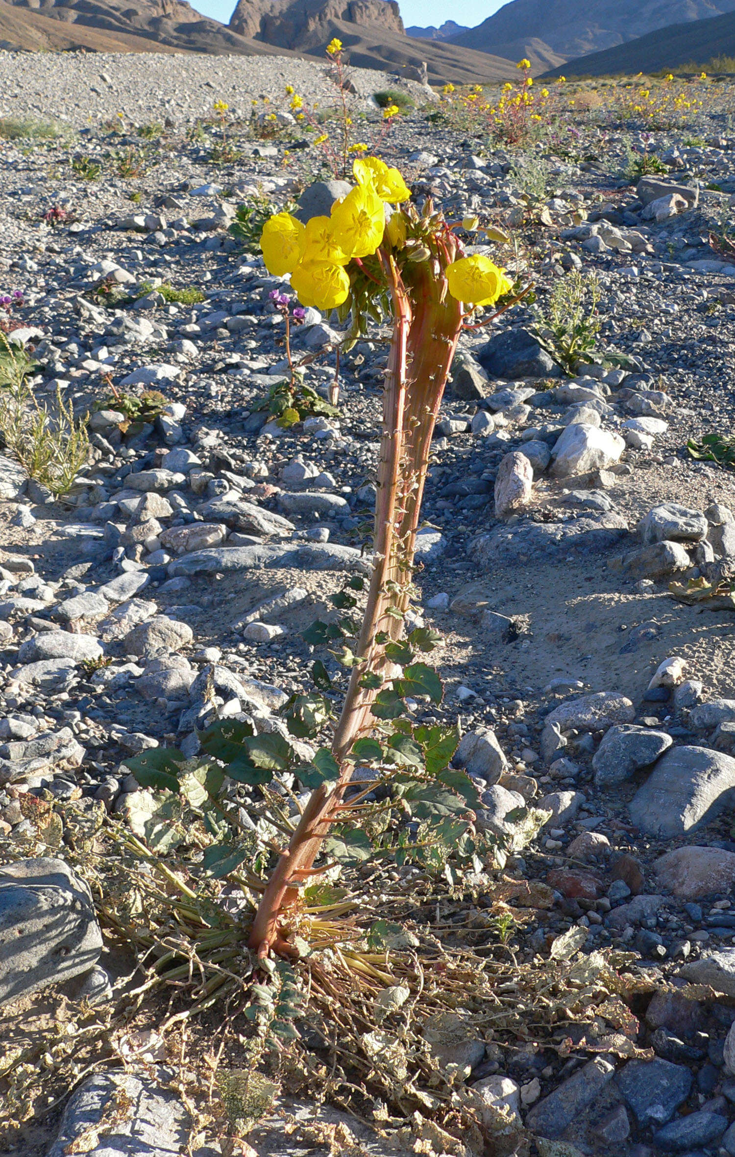 Image de Chylismia brevipes Small