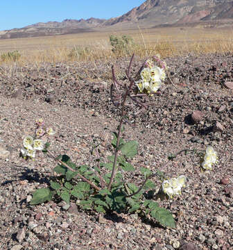 Image of Chylismia claviformis A. A. Heller