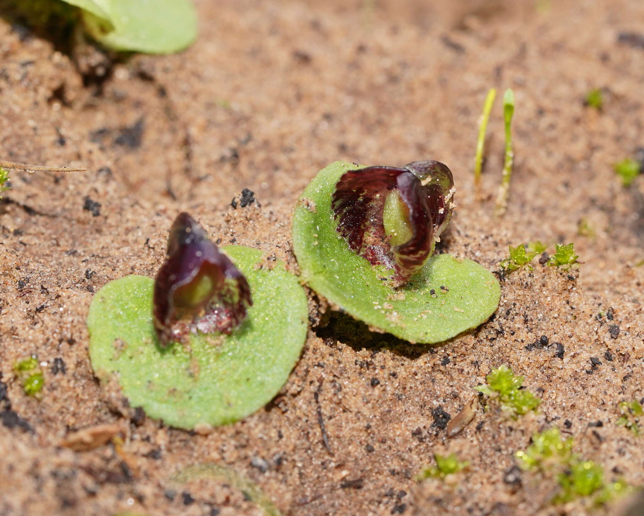 Image of Tiny helmet orchid