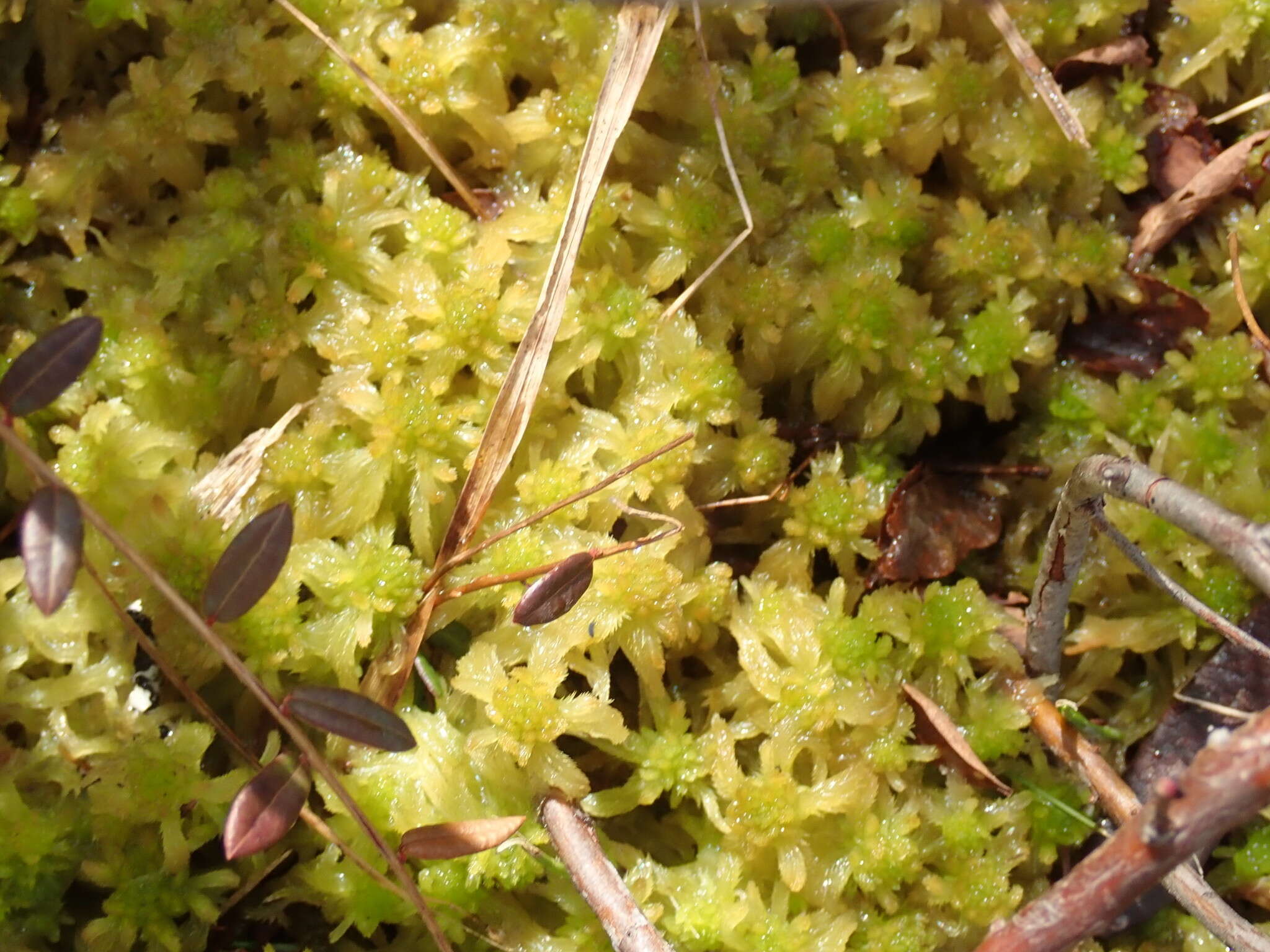 Image of Pacific sphagnum