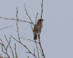 Image of Madagascan Cisticola