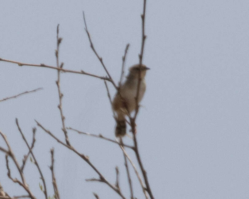 Image of Madagascan Cisticola