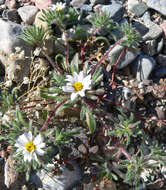 Image of Mojave desertstar