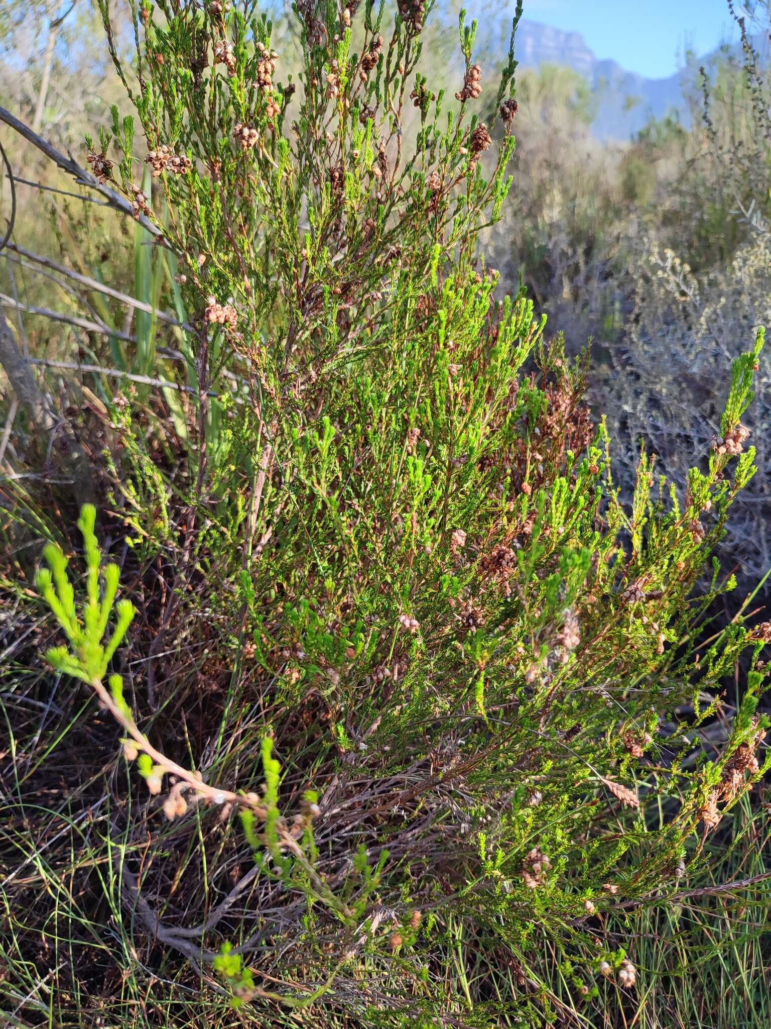 Imagem de Erica margaritacea