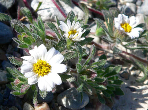 Image of Mojave desertstar