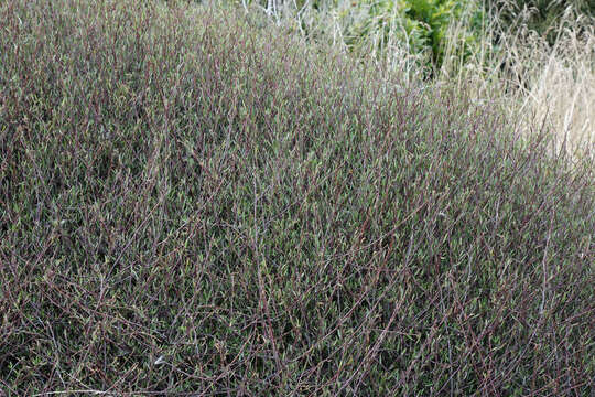 Image of Plagianthus divaricatus Forst.