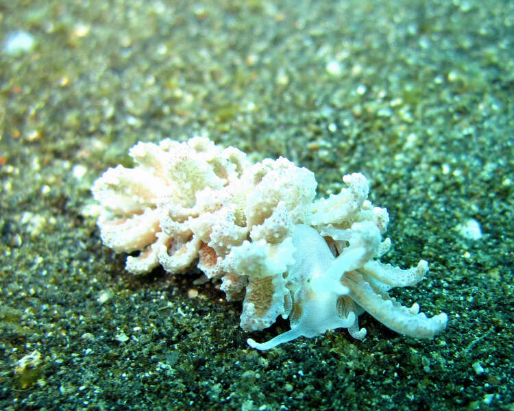 Image of Phyllodesmium crypticum Rudman 1981