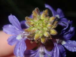 Image of Scaevola glandulifera DC.