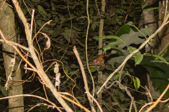 Image of Santa Marta Screech Owl