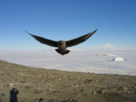 Image of Brown Skua