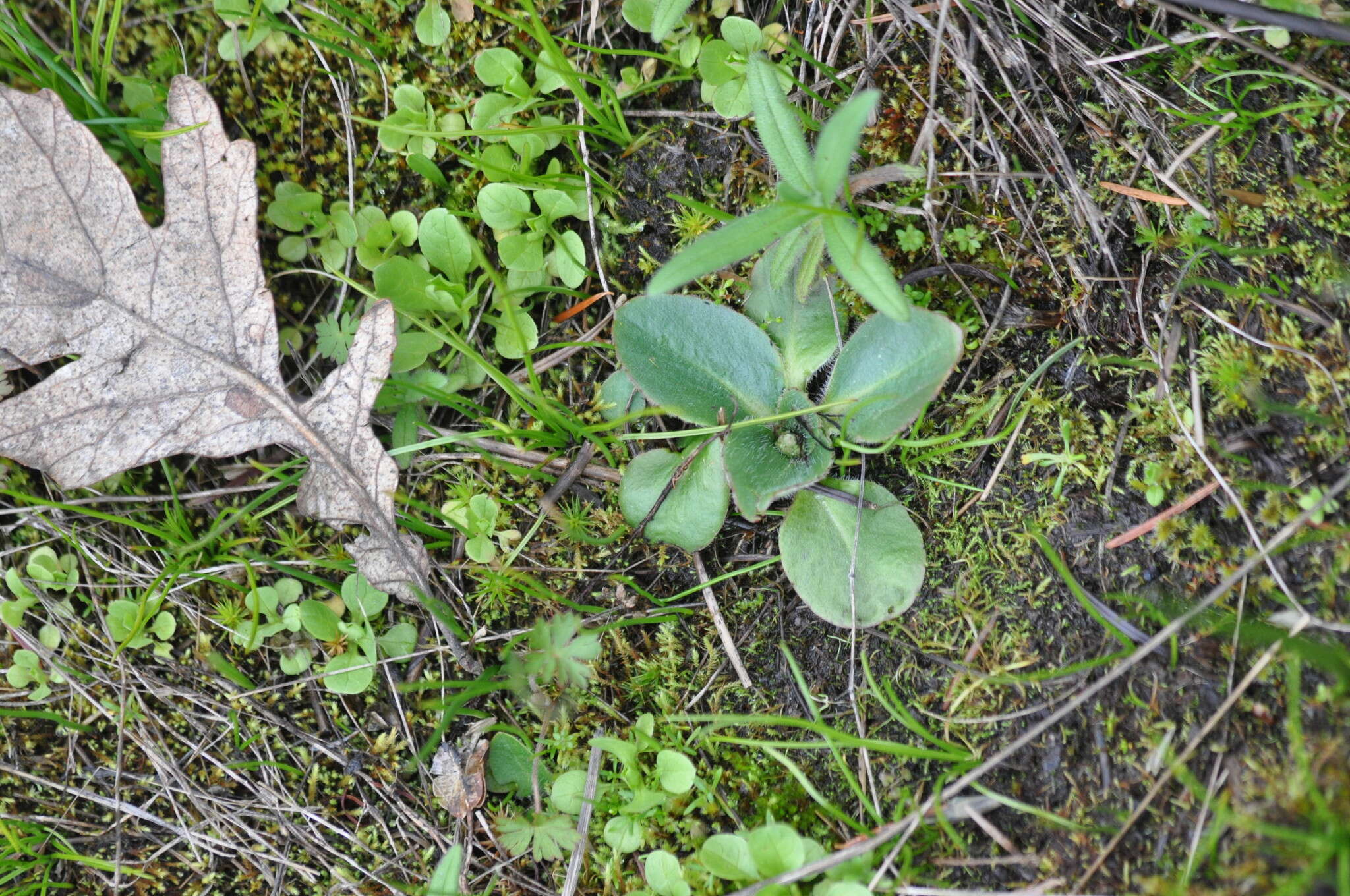 Plancia ëd Micranthes oregana (Howell) Small