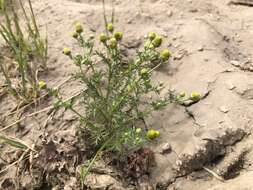 Imagem de Matricaria occidentalis Greene