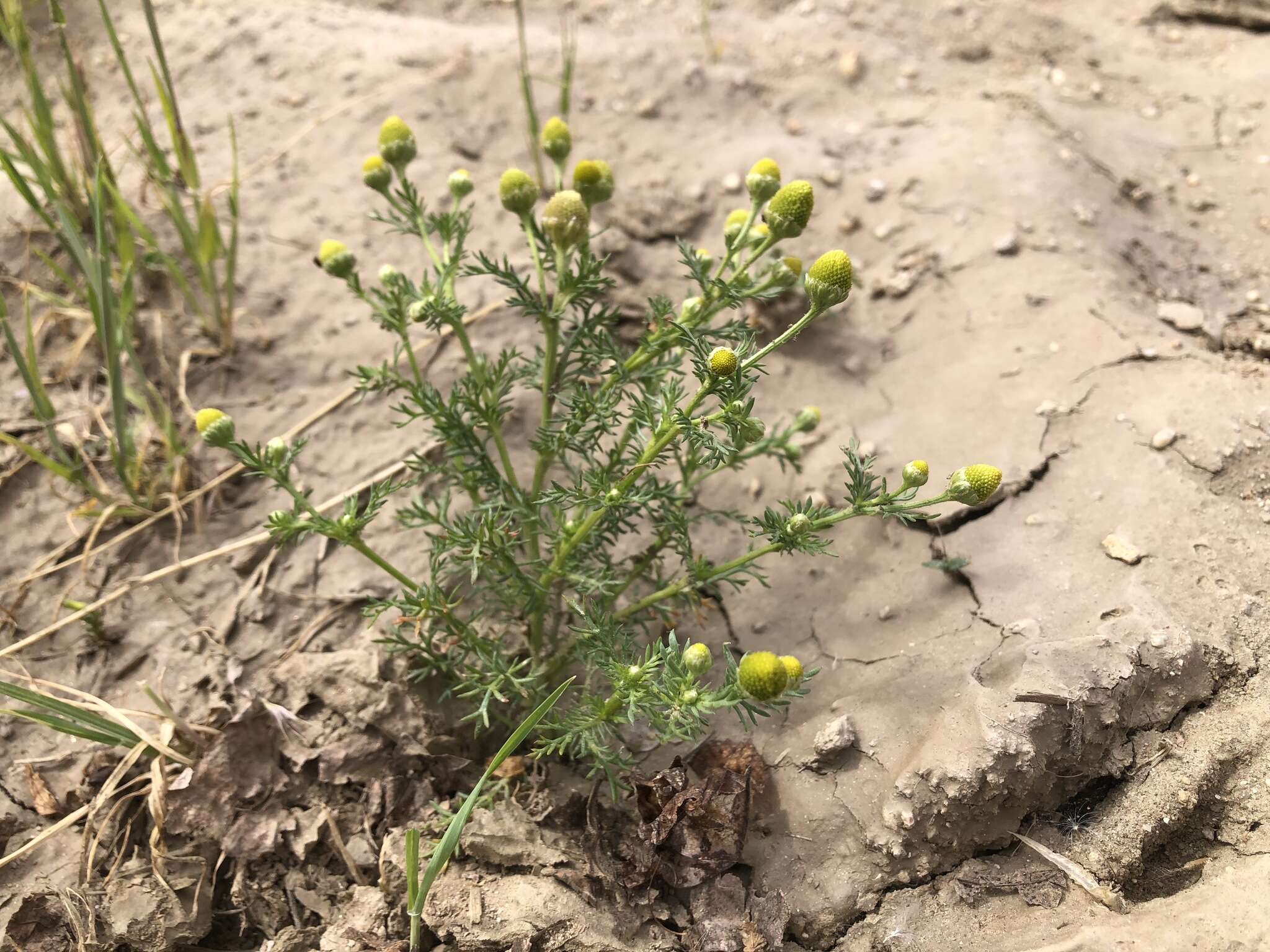 Image of Valley Mayweed