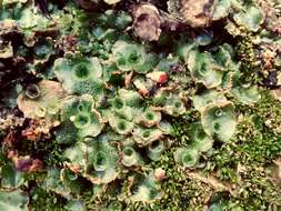 Image of common liverwort