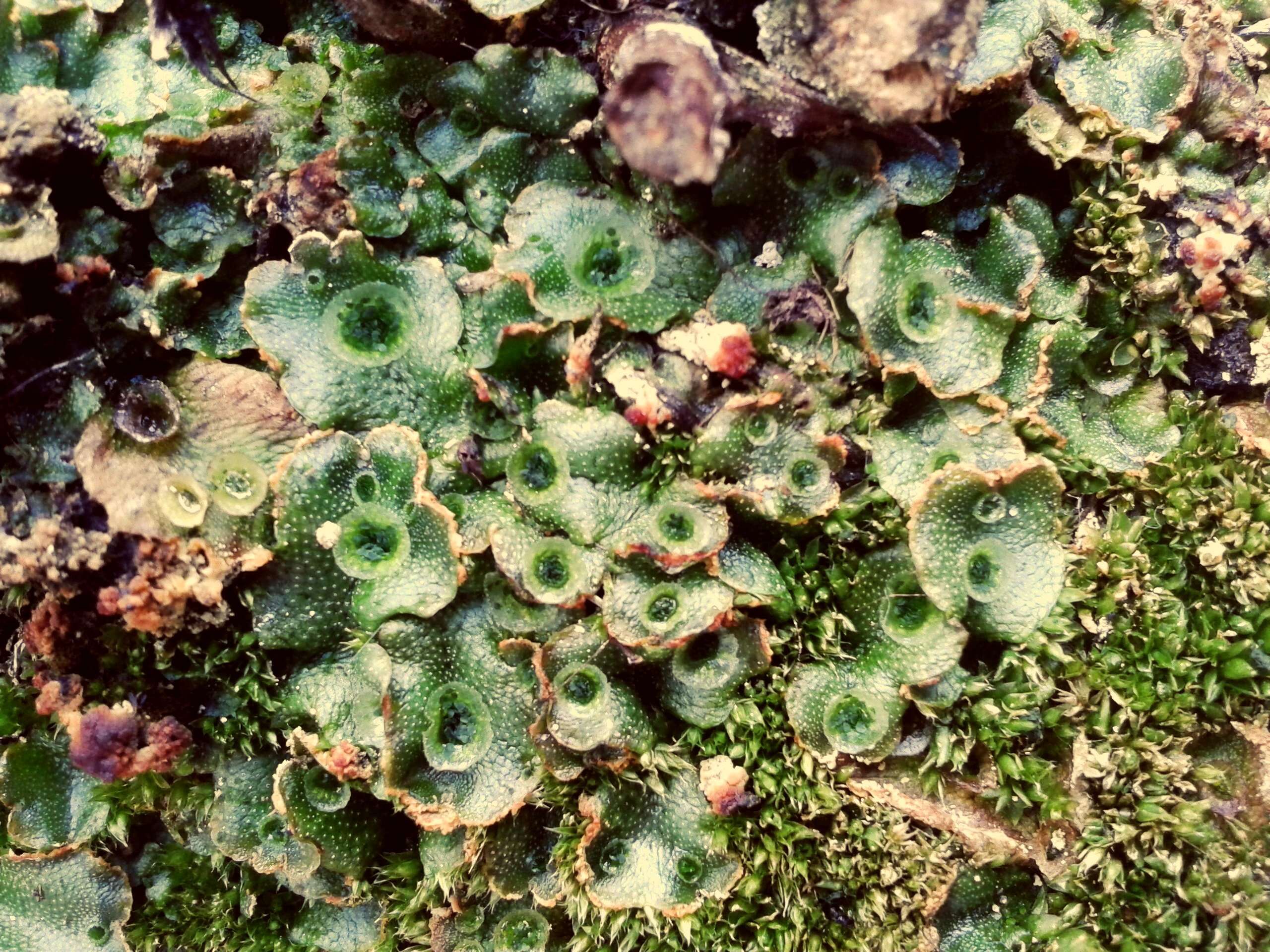 Image of common liverwort