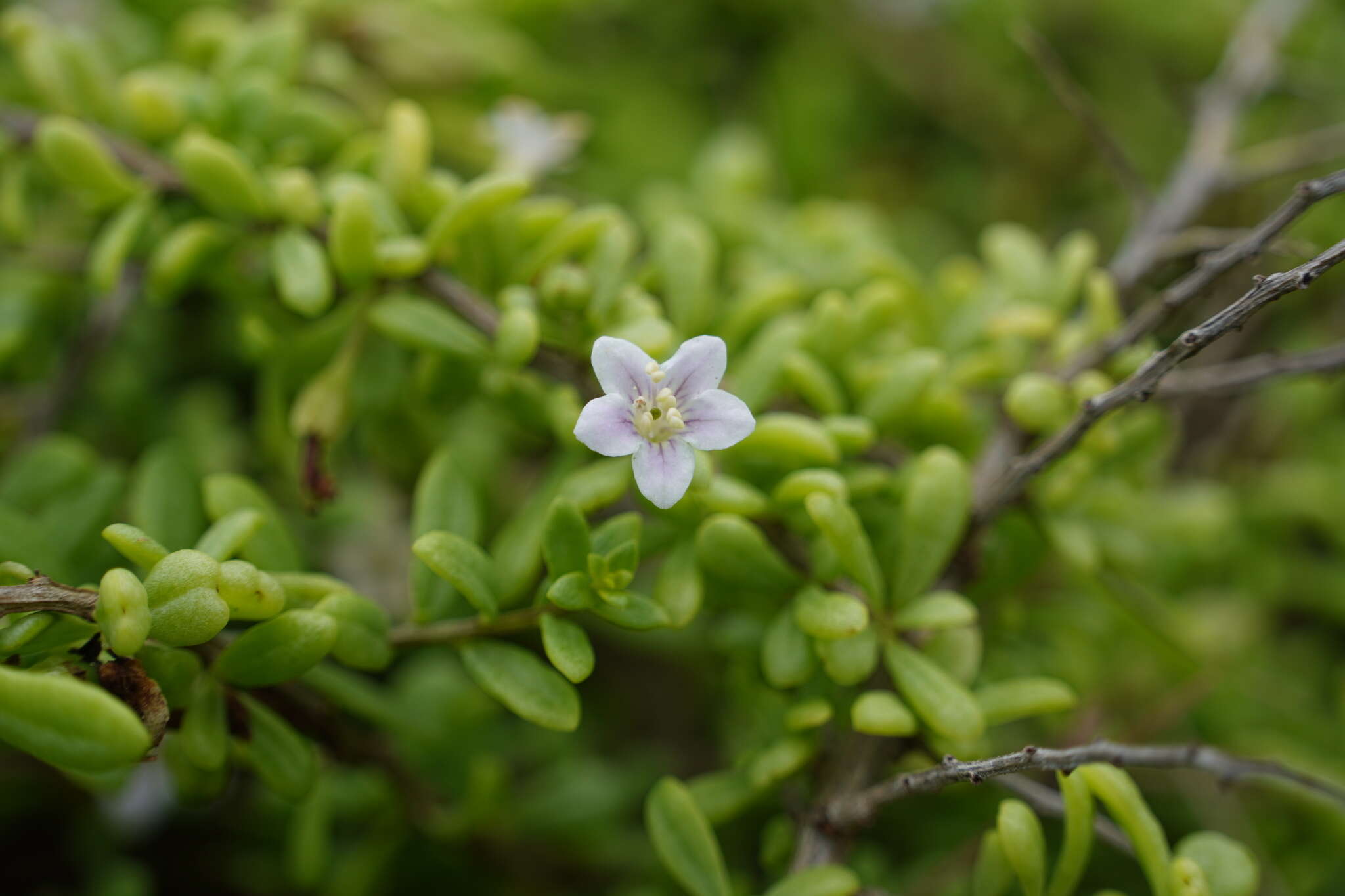 Image of Lycium elliotii Dammer