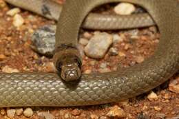 Image of Ringed Brown Snake