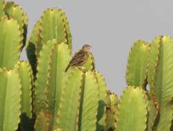 Image of Flappet Lark