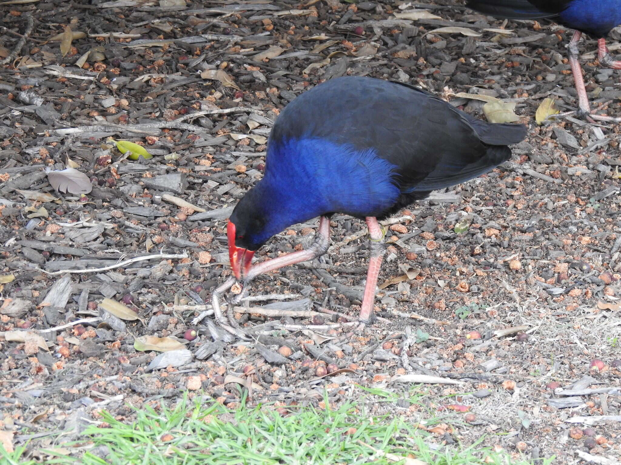 Image of Australasian Swamphen