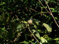 Image of Black-legged Dacnis