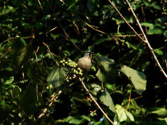 Image of Black-legged Dacnis