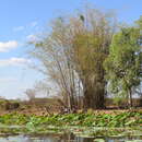 Image of Bambusa arnhemica F. Muell.