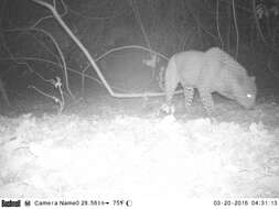 Image of African leopard