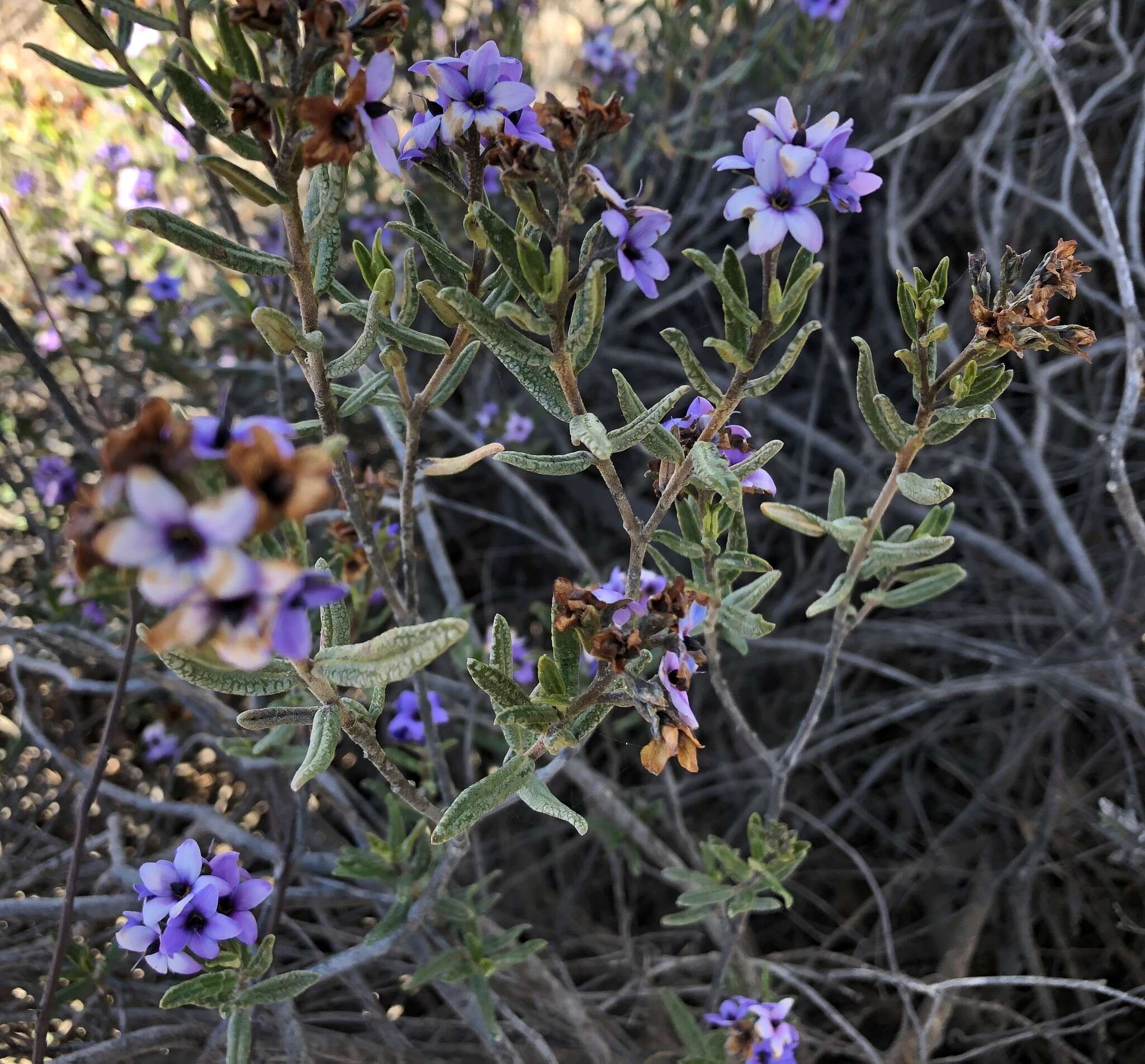 Image of Halgania andromedifolia Behr & F. Müll. ex F. Müll.