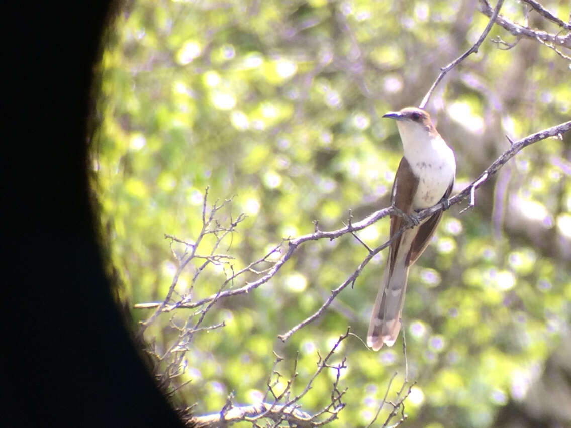 Image of Black-billed Cuckoo