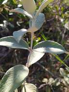 Image de Sabicea brasiliensis Wernham