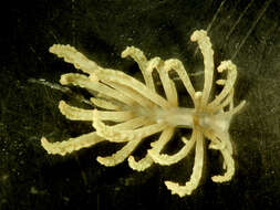 Imagem de Phyllodesmium Ehrenberg 1831