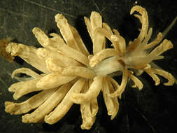 Image of White soft coral mimic slug