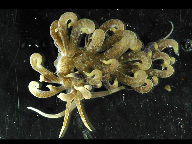 Image of Phyllodesmium macphersonae (Burn 1962)