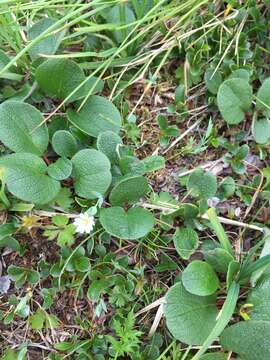 Image of netleaf willow