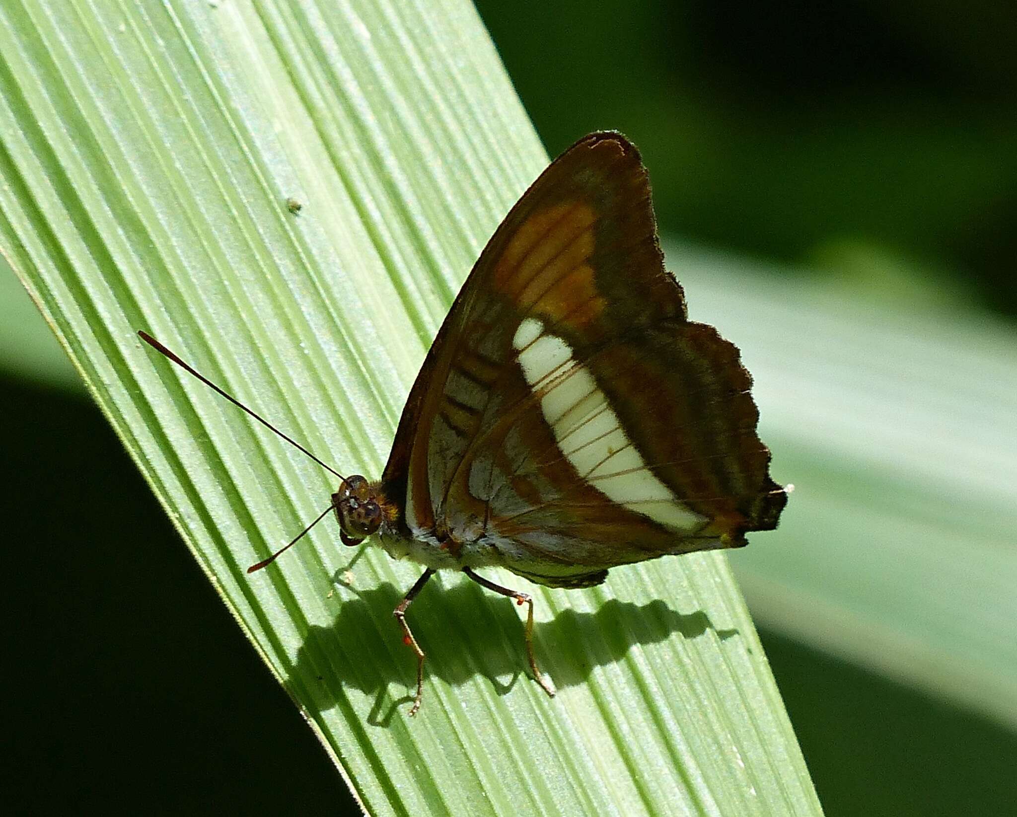 Imagem de Adelpha falcipennis