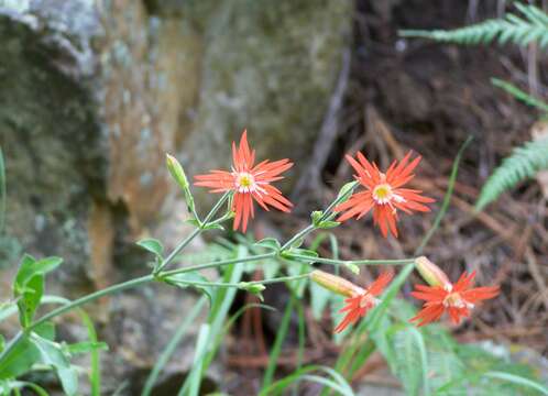 Image de Silene laciniata subsp. greggii (Gray) C. L. Hitchc. & Maguire