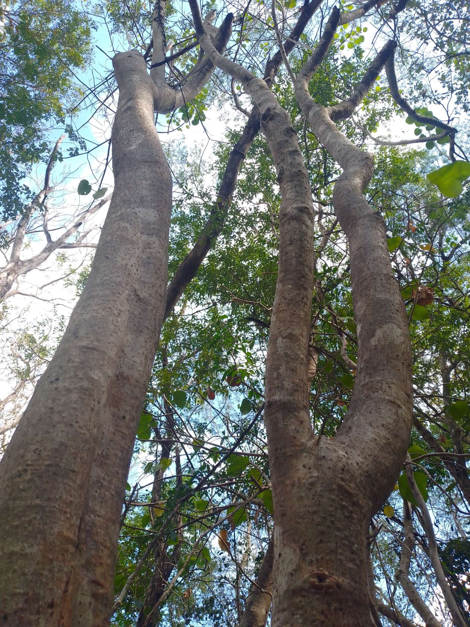 Image of Jatropha gaumeri Greenm.