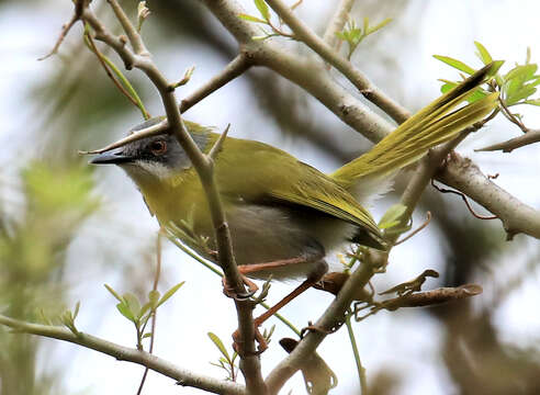 Image of Apalis flavida neglecta (Alexander 1899)