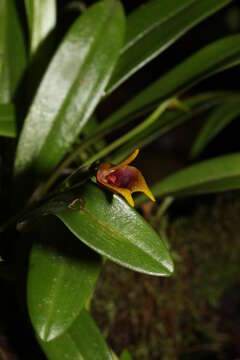 Image of Masdevallia cuprea Lindl.