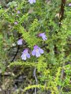 Prostanthera spinosa F. Muell. resmi