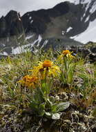 Image of fuscate groundsel